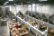 1000 Bulbs Organized Packing