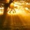 Backlit Oak Tree in Morning Mist on Meadow at Sunrise