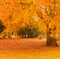 Autumn Park