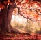 Autumn beauty
