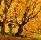 Bizarre Gnarled Beech Trees in Autumn Forest