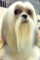 One Well Groomed Dog