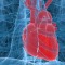 human heart