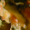 sicilian_header.jpg