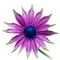 Skin Care Studio flower in Brookline, MA