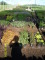 Patchwork of Perennial Foliage