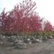 Autumn Blaze Maples