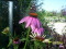 Red Admiral Butterfly on Purple Coneflower