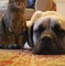 Cat and Dog