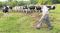 Distelburger Livestock Sales logo