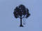 Oak Tree Pediatrics logo