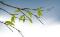 Best Tampa Bay Tree Service logo
