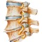 Spine 