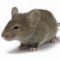Rodent control in Portland