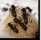 Interstate Pest treats carpenter ants in Portland