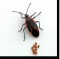 Box elder beetles 