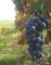Grapes for the Picking in the Piedmont