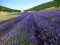 Lavender in Provence