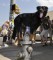Yes, this 80lb dog is standing on a fire hydrant 