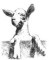 Garland Goat Soap of Vermont logo