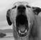 Dog Teeth