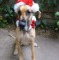 Pet with Santa