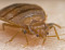Bugs OR US Termite & Pest Control logo