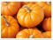 Pumpkin Spice Facial