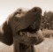 Cooper