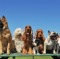 nine dogs