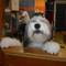 dog 2