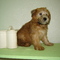 pikapup Soft Coated Wheaten Terrier puppies