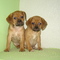 pikapup puggle puppies