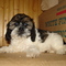 pikapup Cocker-Tzu puppies