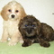 Pikapup Cavachon and Shih Poo puppies Holliston, MA