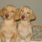 pikapup Yellow labs Puppies