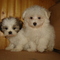 pikapup Shih Tzu and Maltese puppies