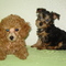 pikapup Mini Poodle and Yorkie puppies