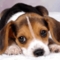 beagle_pup
