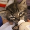 fostering_kitten