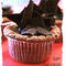 Kickass Cupcakes Davis Square MA